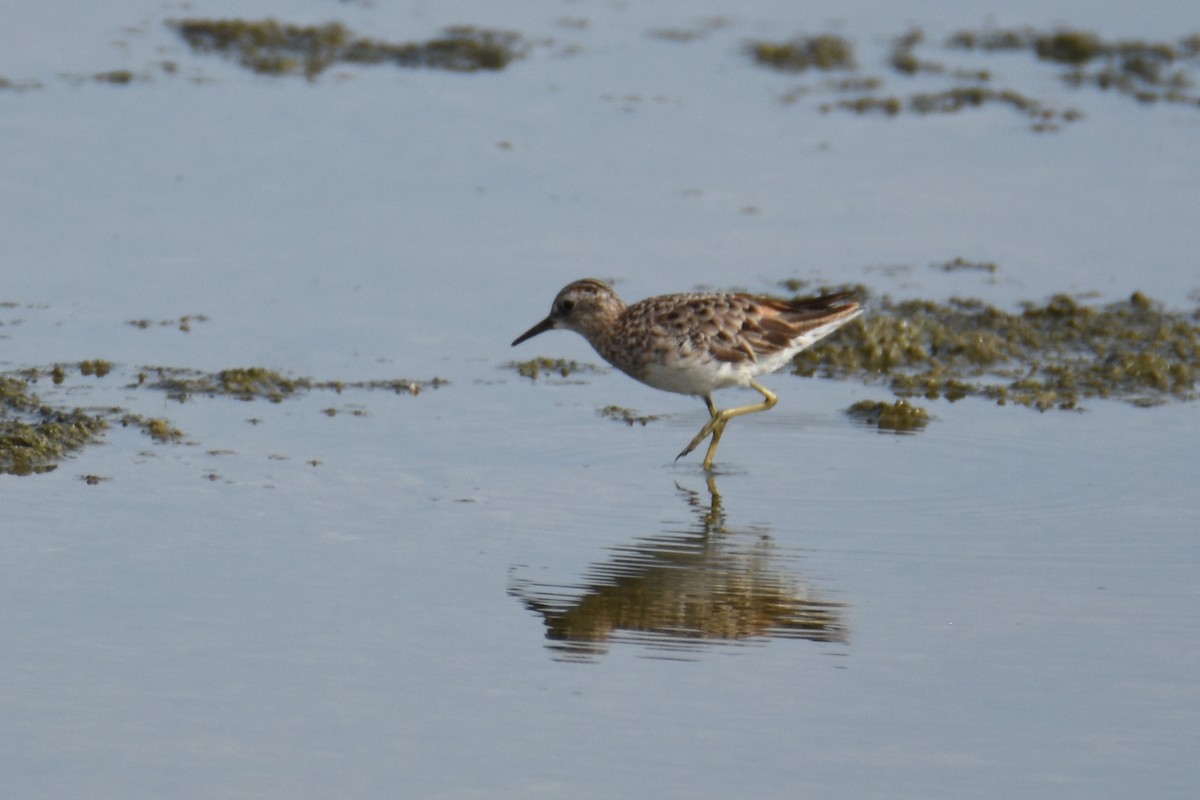 Long-toed Stint - ML135084271