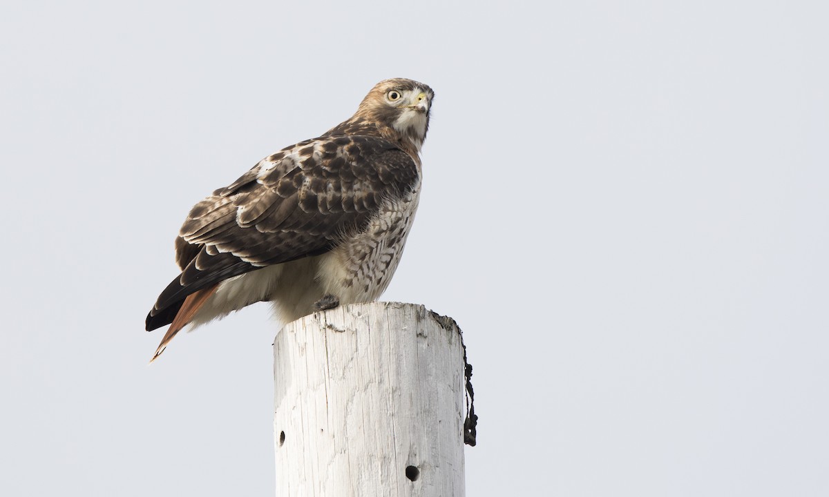 Rotschwanzbussard - ML135084691