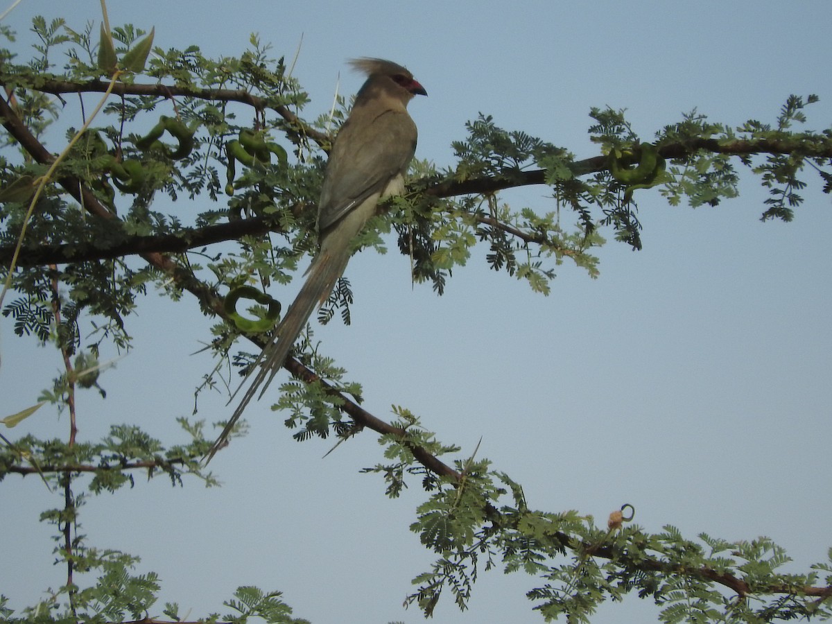 Blue-naped Mousebird - ML135084991