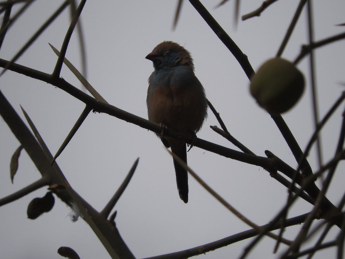 Red-cheeked Cordonbleu - ML135085751