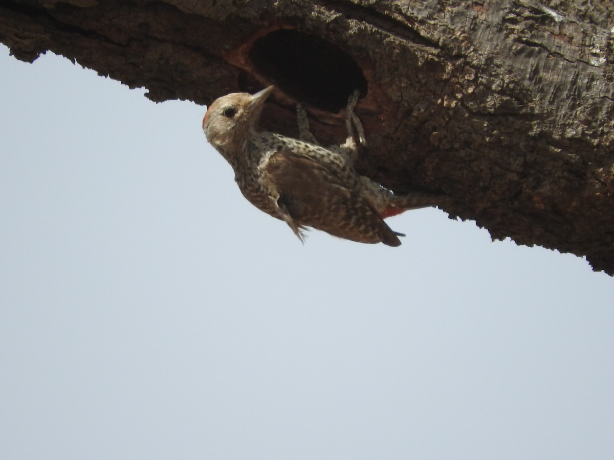 Little Gray Woodpecker - ML135087031