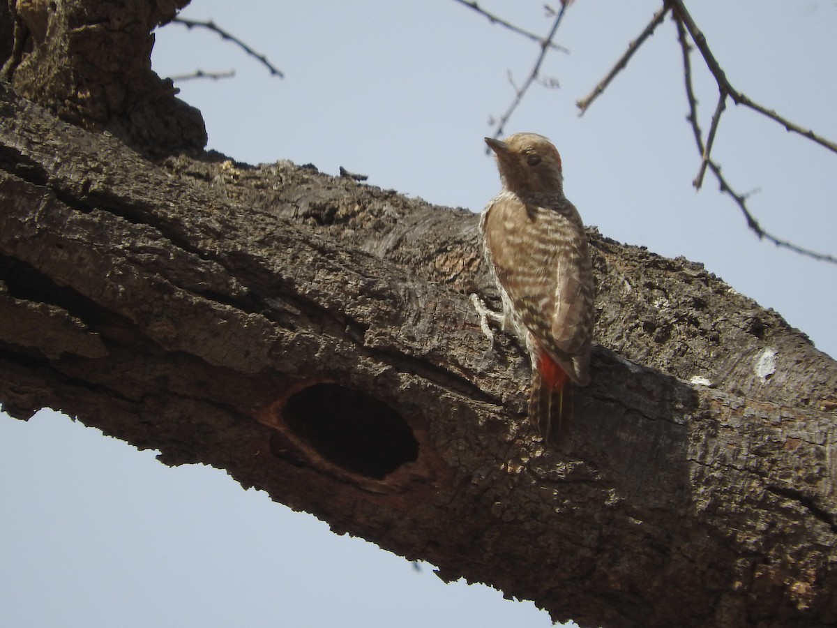 Little Gray Woodpecker - ML135087061