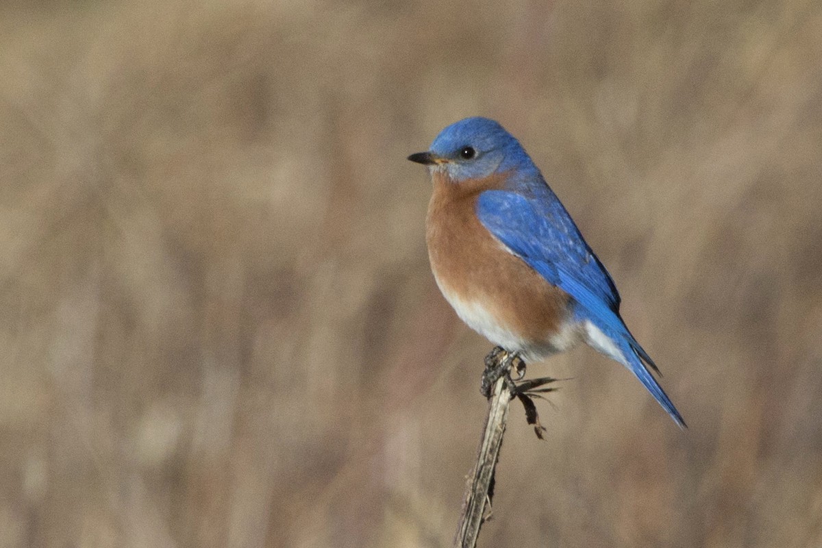 Eastern Bluebird - Michael Bowen