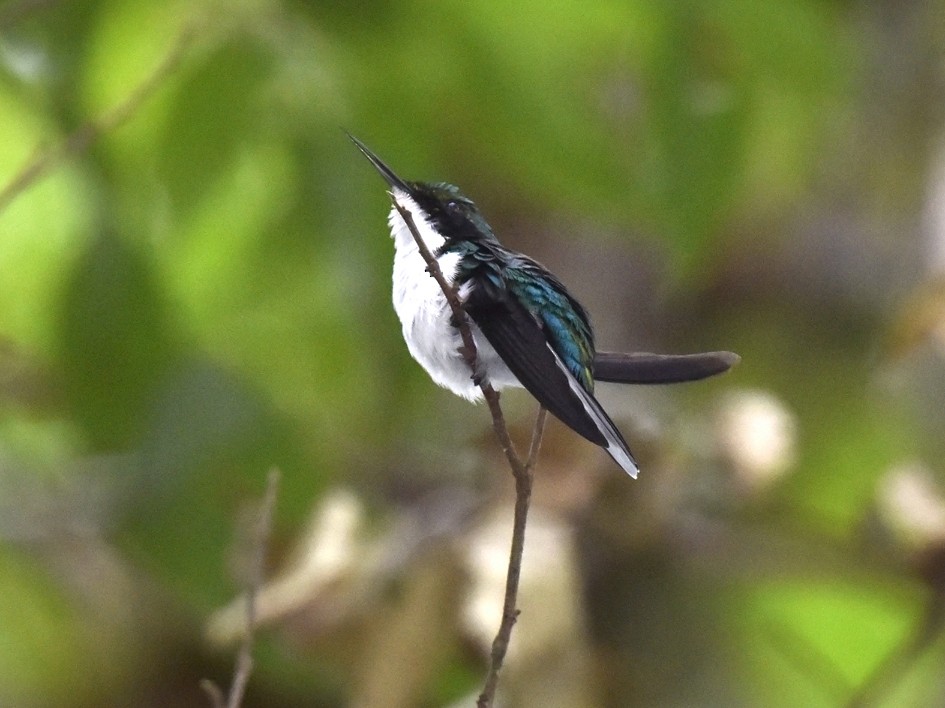kolibřík černouchý - ML135090401