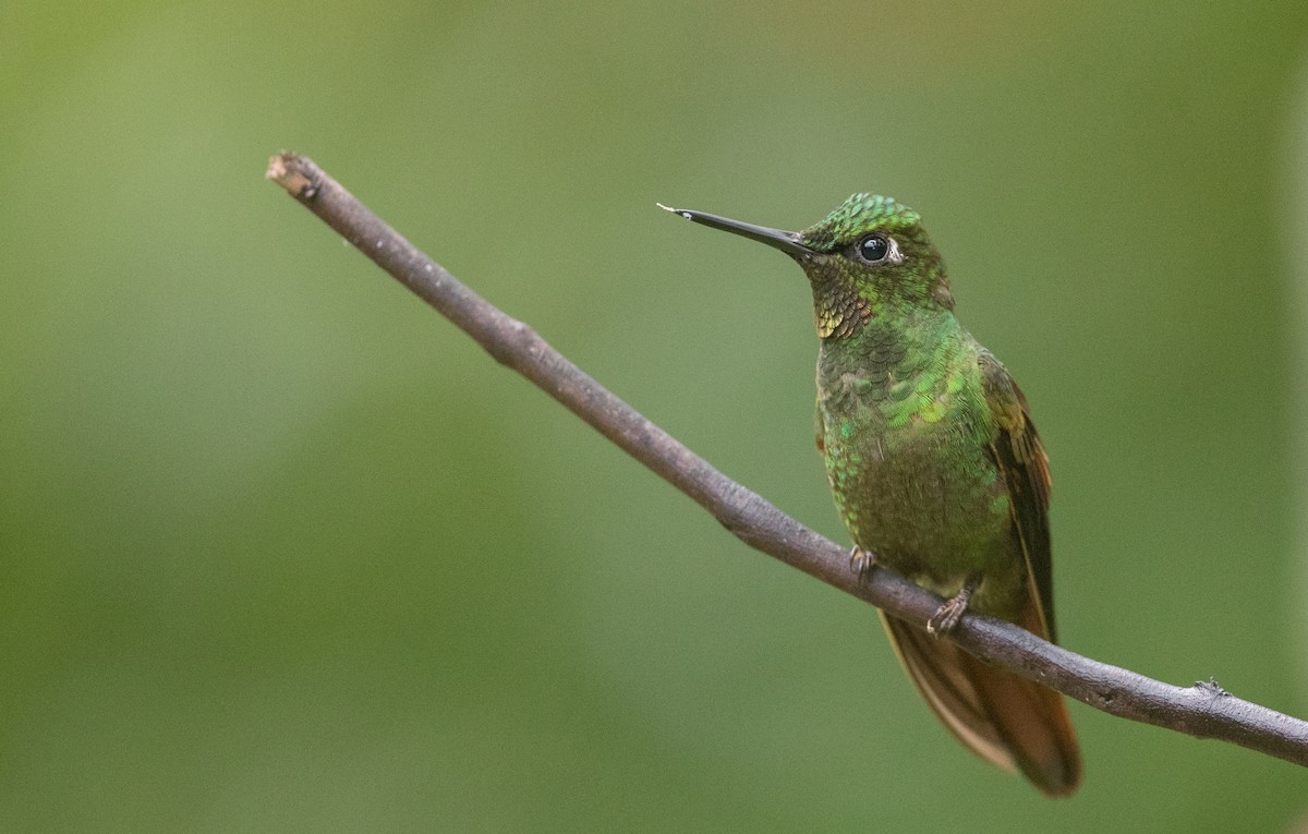 kolibřík brazilský - ML135091181