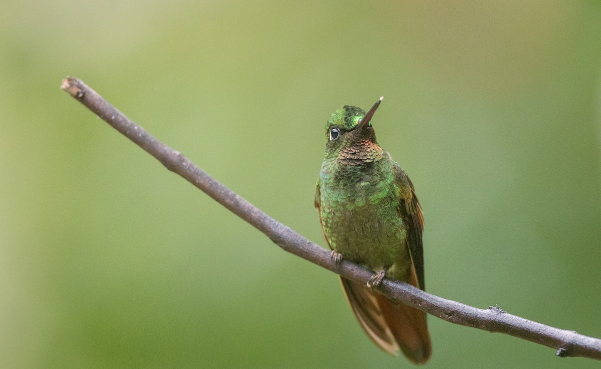 kolibřík brazilský - ML135091191