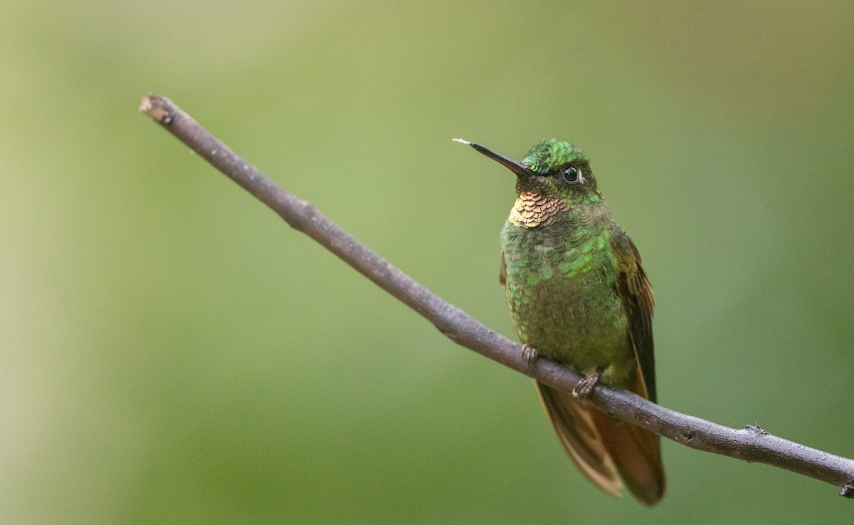 kolibřík brazilský - ML135091201