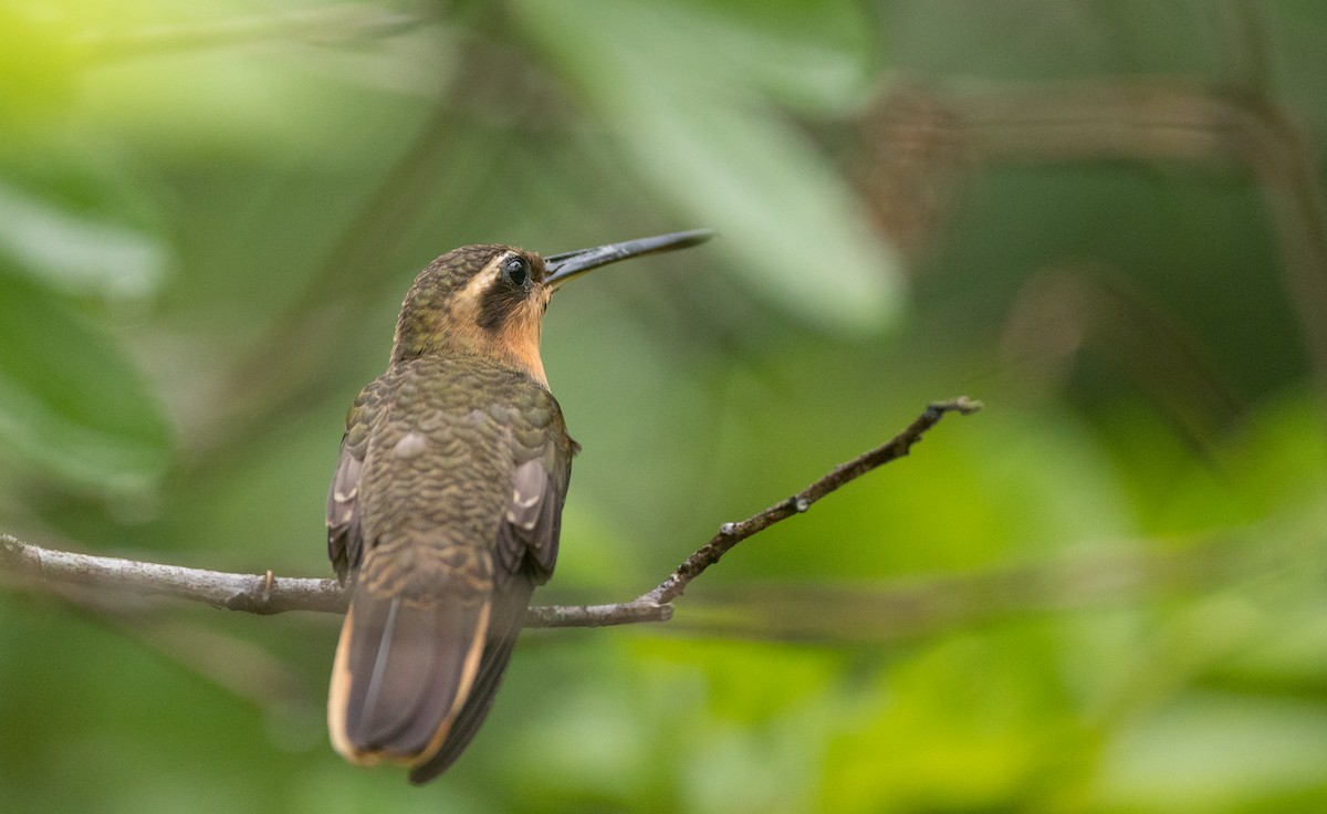 Saw-billed Hermit - Ian Davies