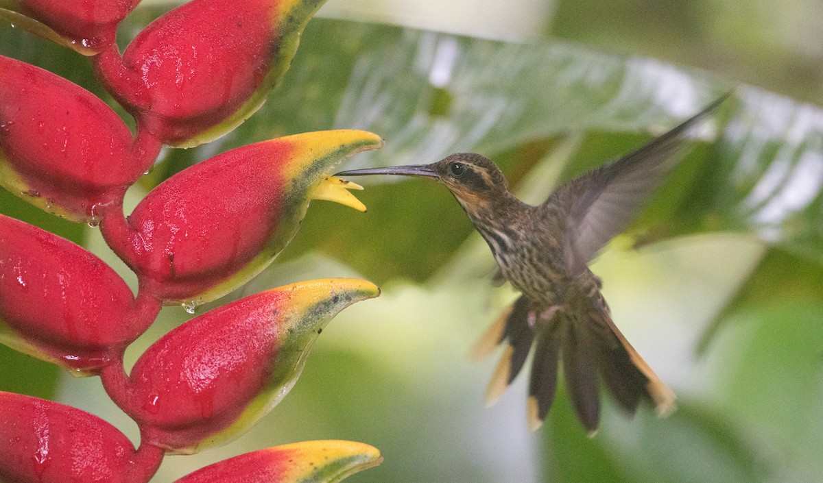 kolibřík pilozobý - ML135091521