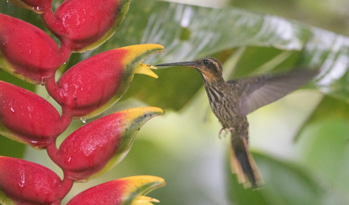 kolibřík pilozobý - ML135091531