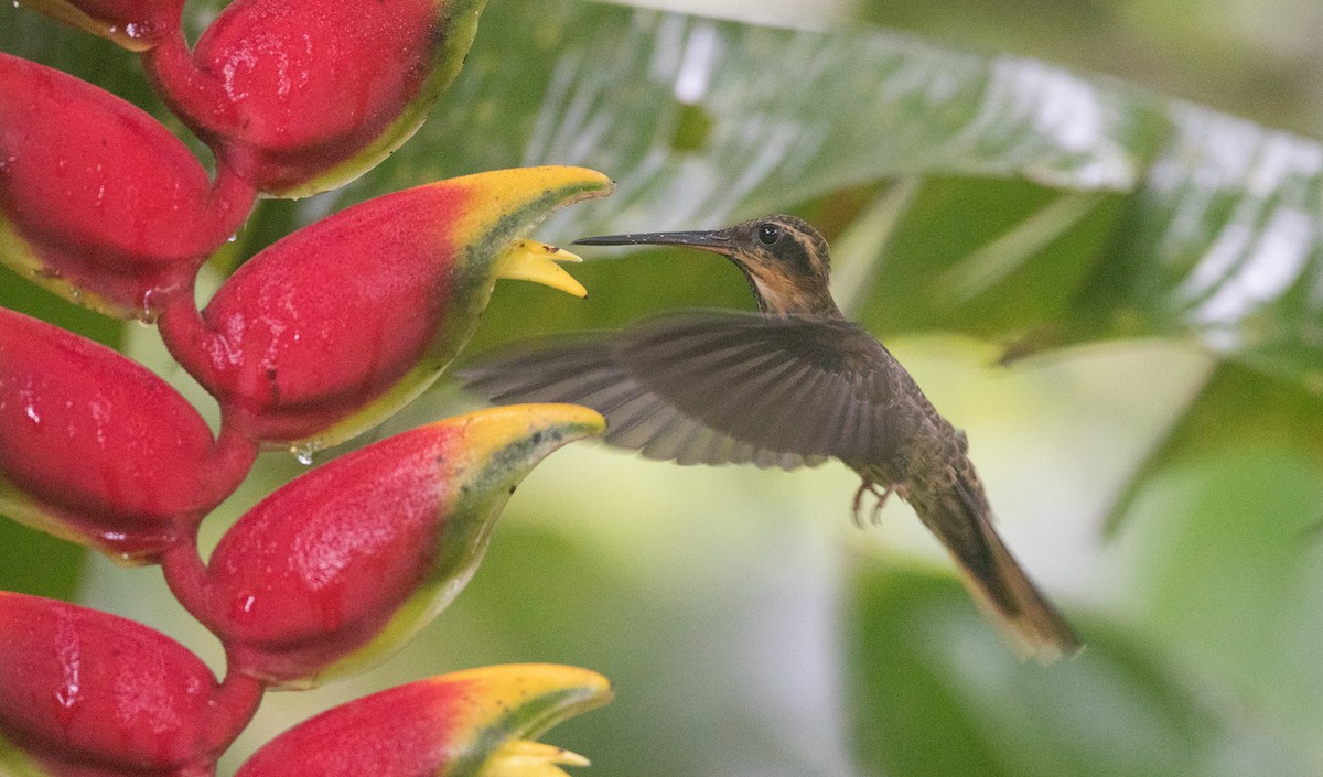 kolibřík pilozobý - ML135091551