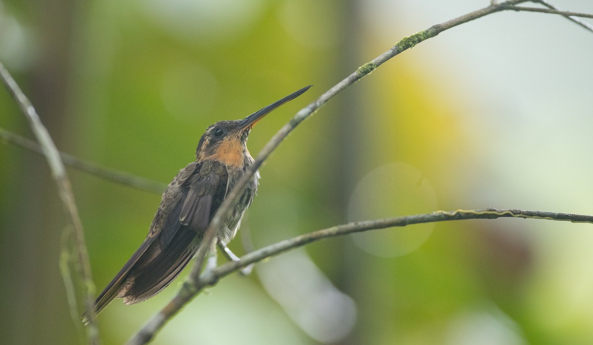 kolibřík pilozobý - ML135091641