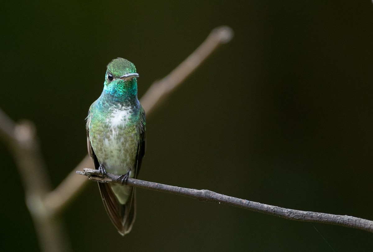 Amazilia Versicolor (grupo versicolor) - ML135092131