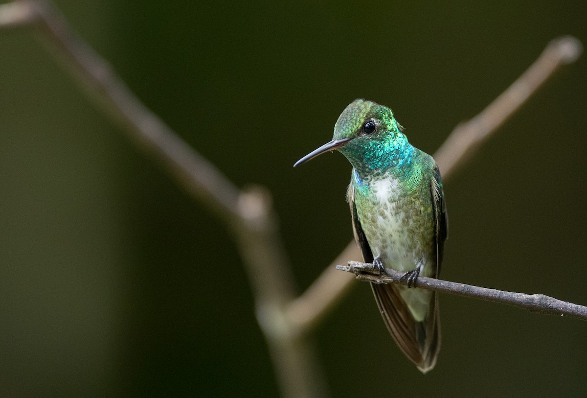 kolibřík pestrý [skupina versicolor] - ML135092141