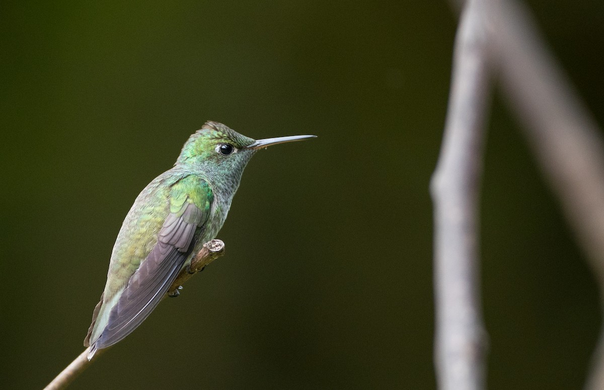 kolibřík pestrý [skupina versicolor] - ML135092151