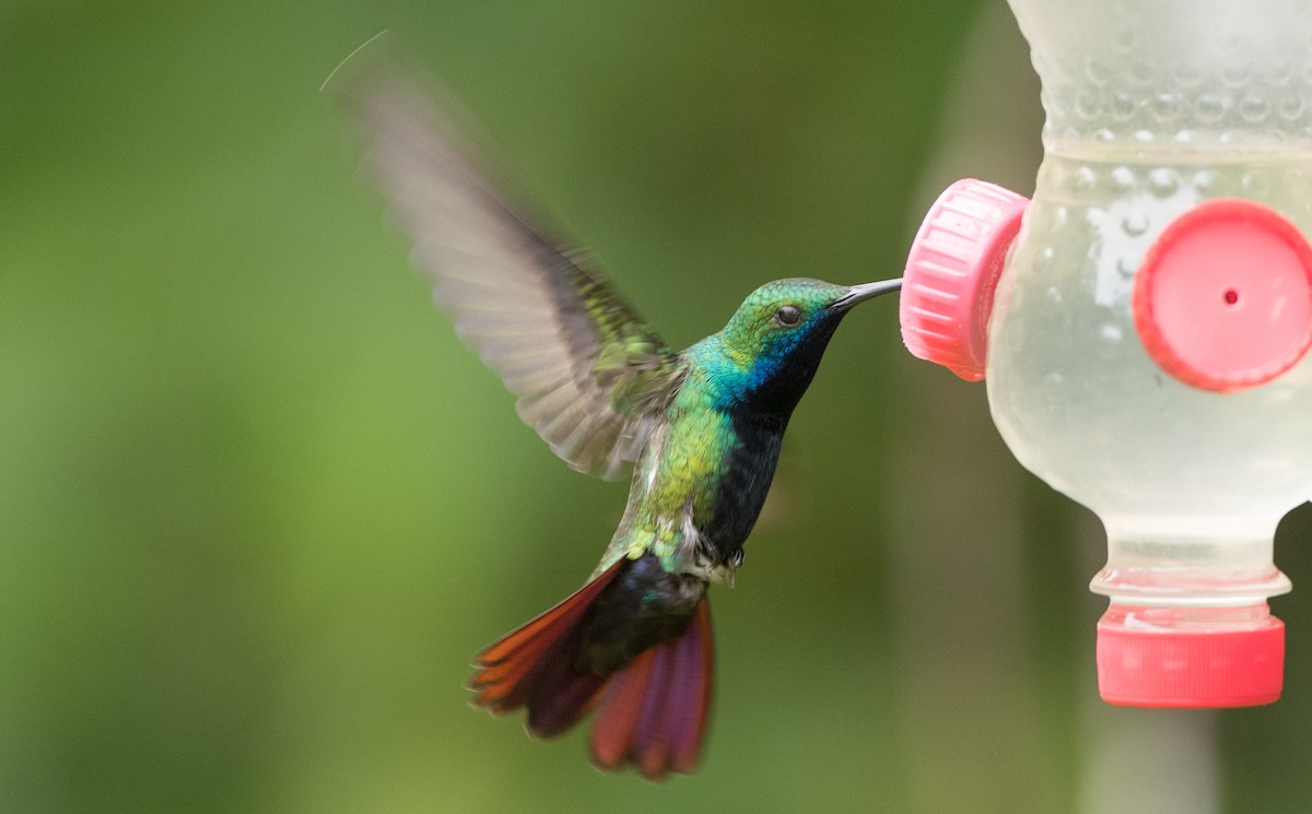 Black-throated Mango - ML135092241