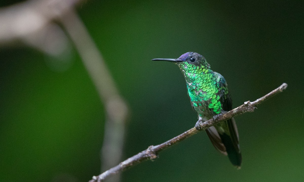 Violet-capped Woodnymph - ML135092591