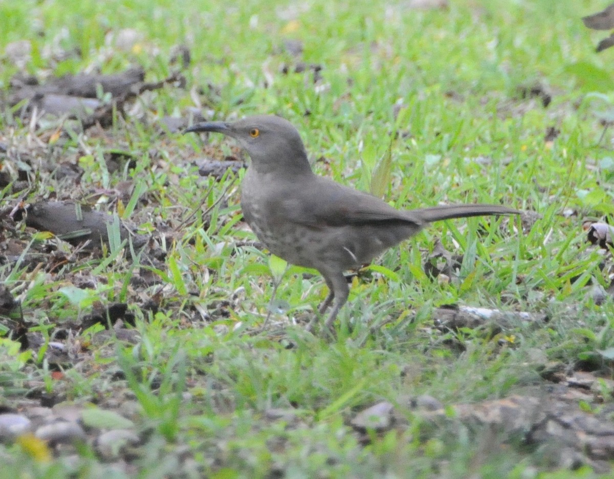 Curve-billed Thrasher - ML135092641