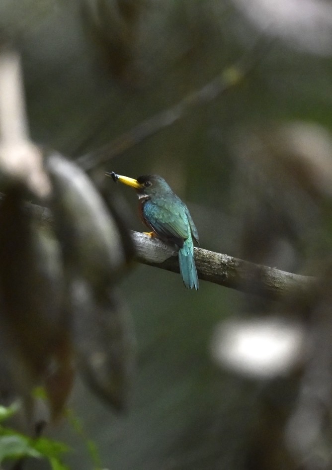 Yellow-billed Jacamar - Christoph Moning