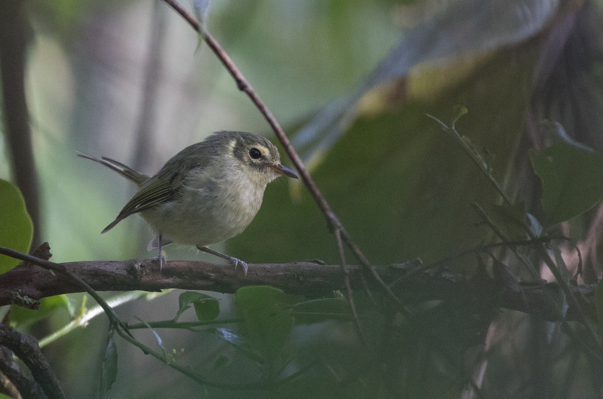 Oustalet's Tyrannulet - ML135094971