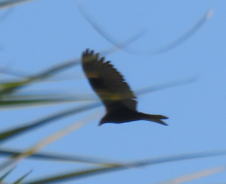 Long-winged Harrier - ML135094981