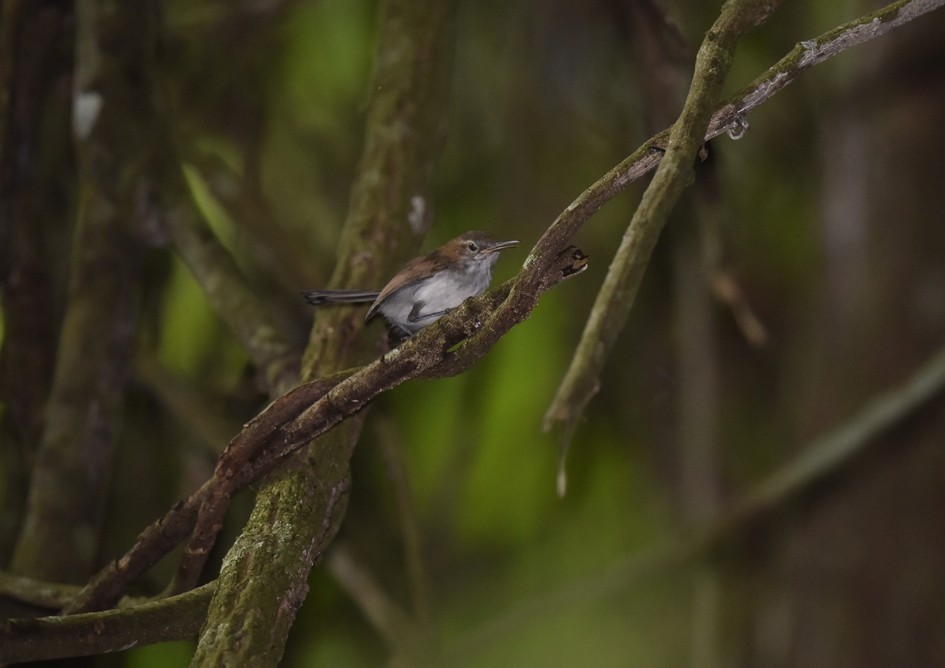 Long-billed Gnatwren - ML135095831