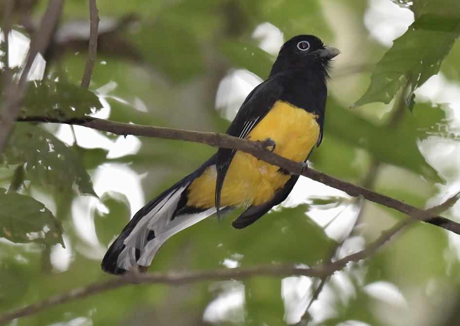 trogon zelenohřbetý - ML135096111