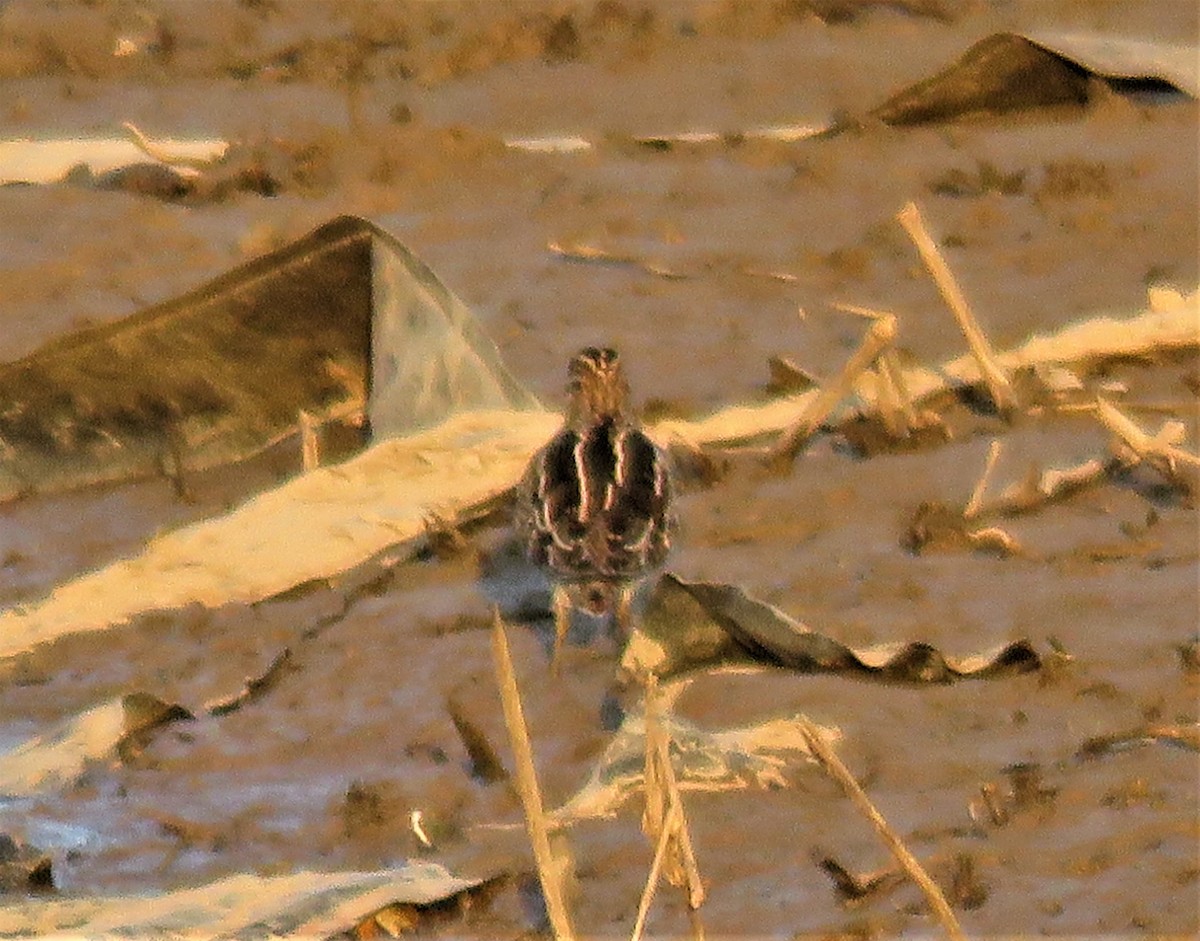 Wilson's Snipe - ML135096851