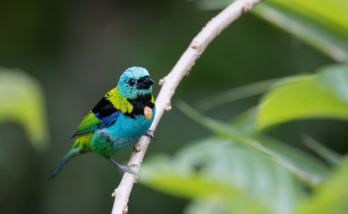 Green-headed Tanager - Ian Davies