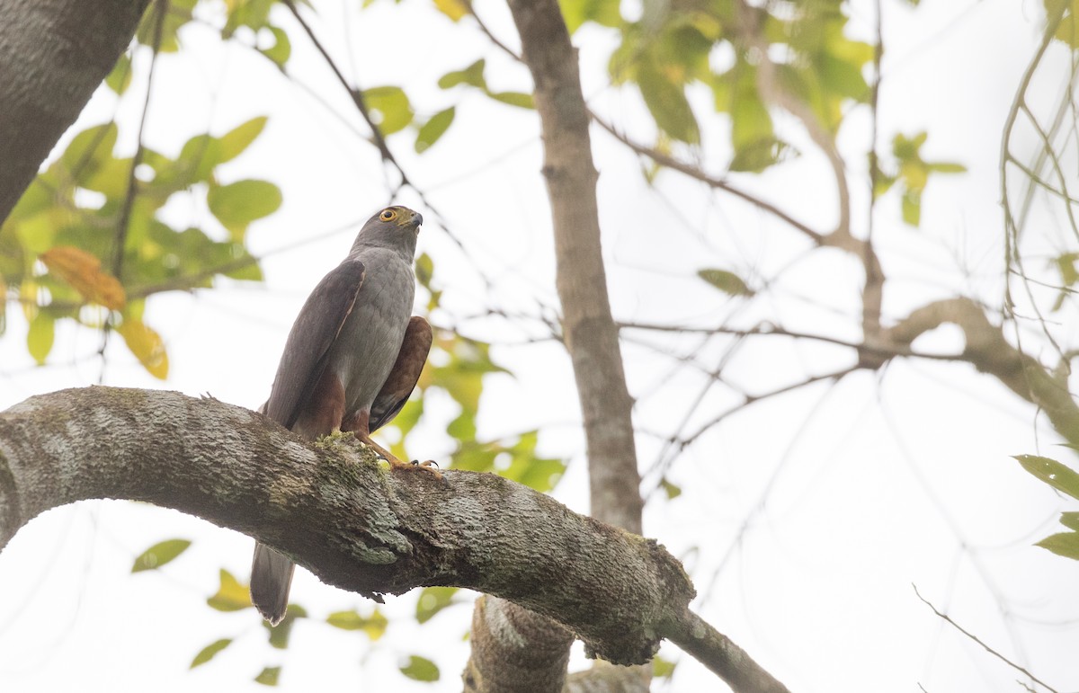 Bicolored Hawk - ML135098041