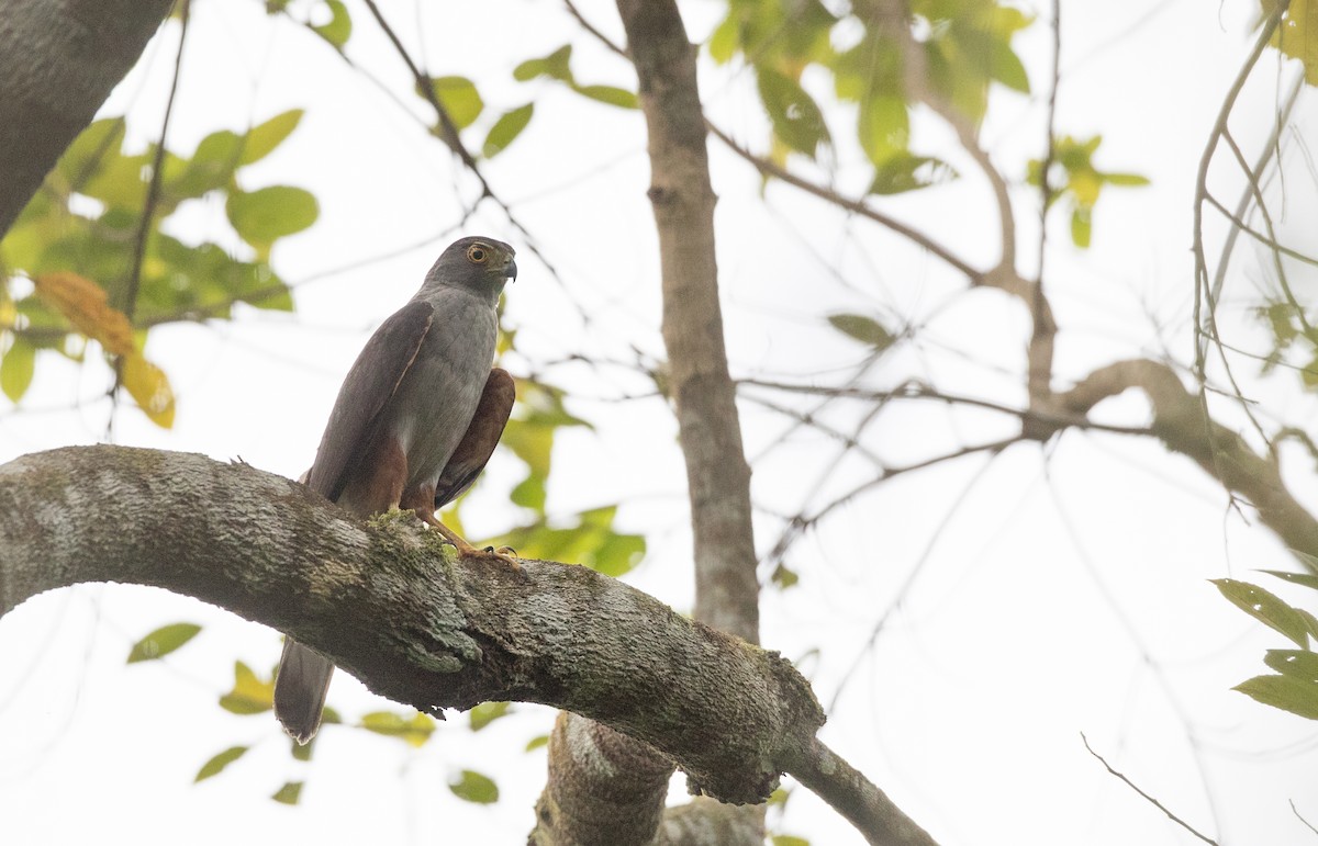 Bicolored Hawk - ML135098061