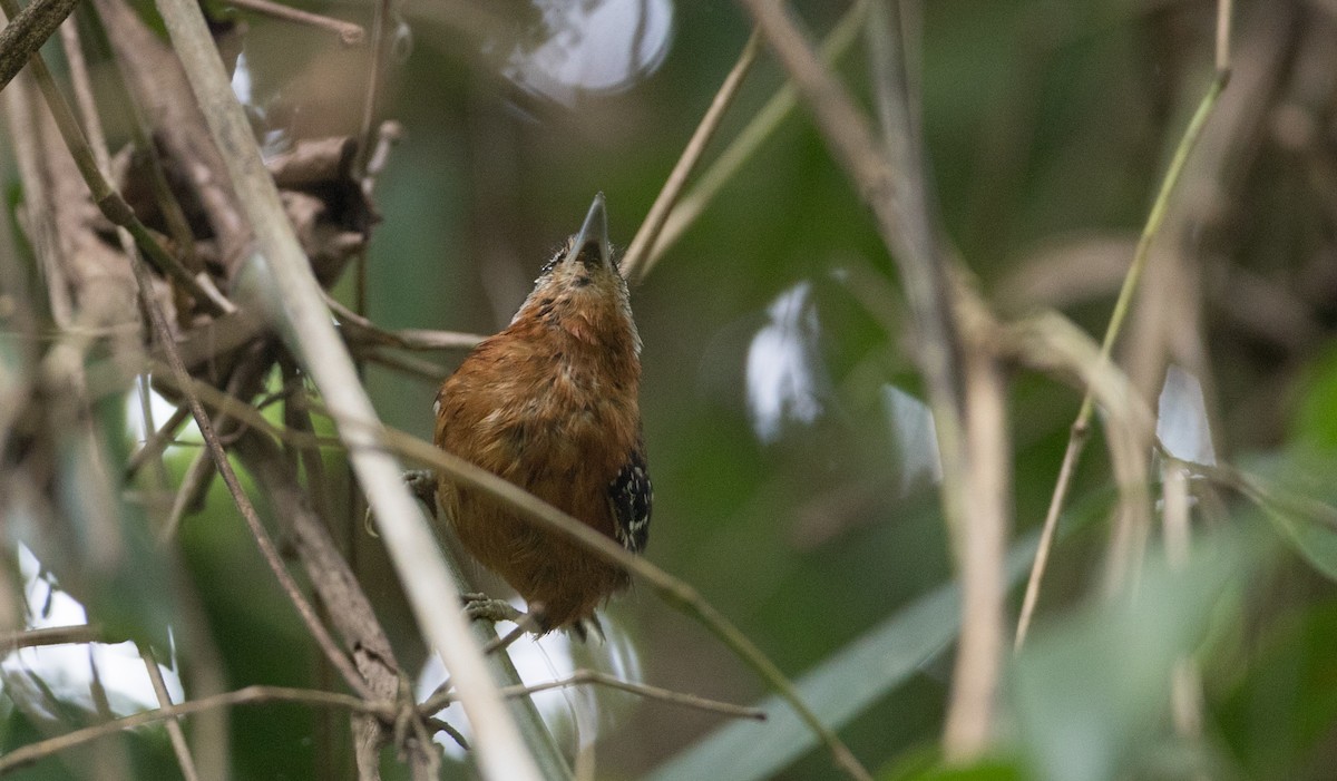 Ferruginous Antbird - ML135098121