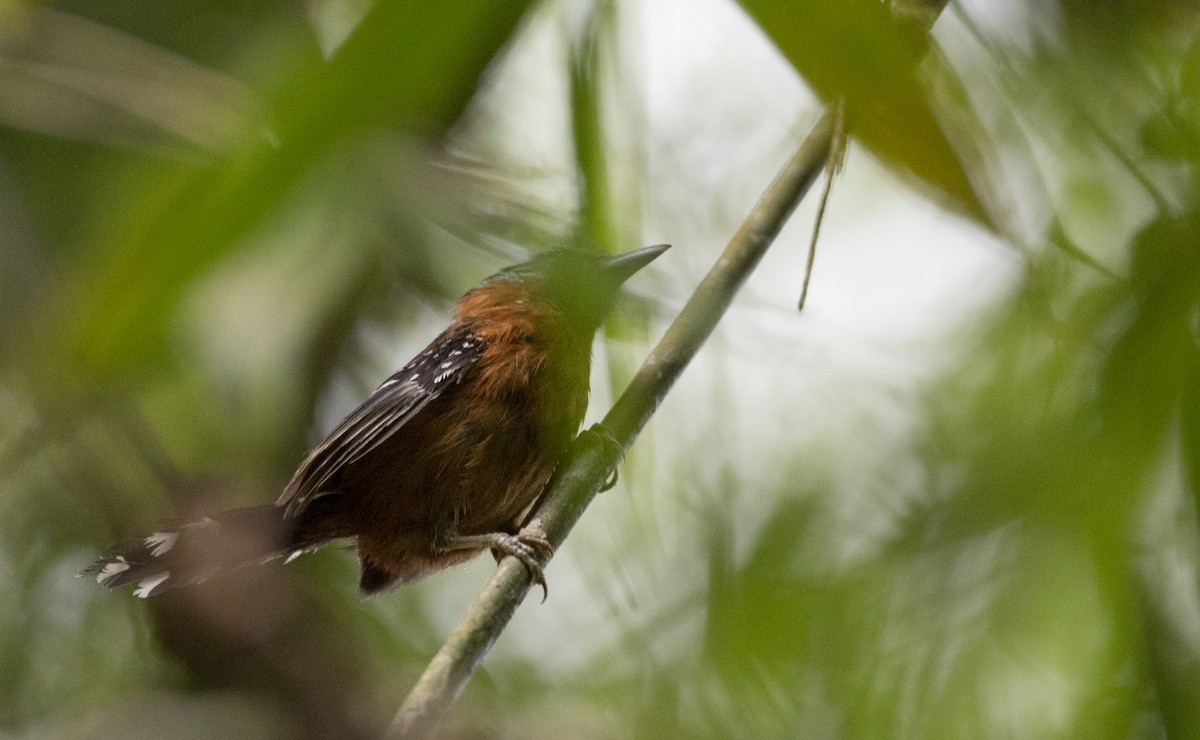 Ferruginous Antbird - ML135098131