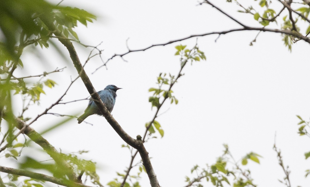 Black-legged Dacnis - ML135098181