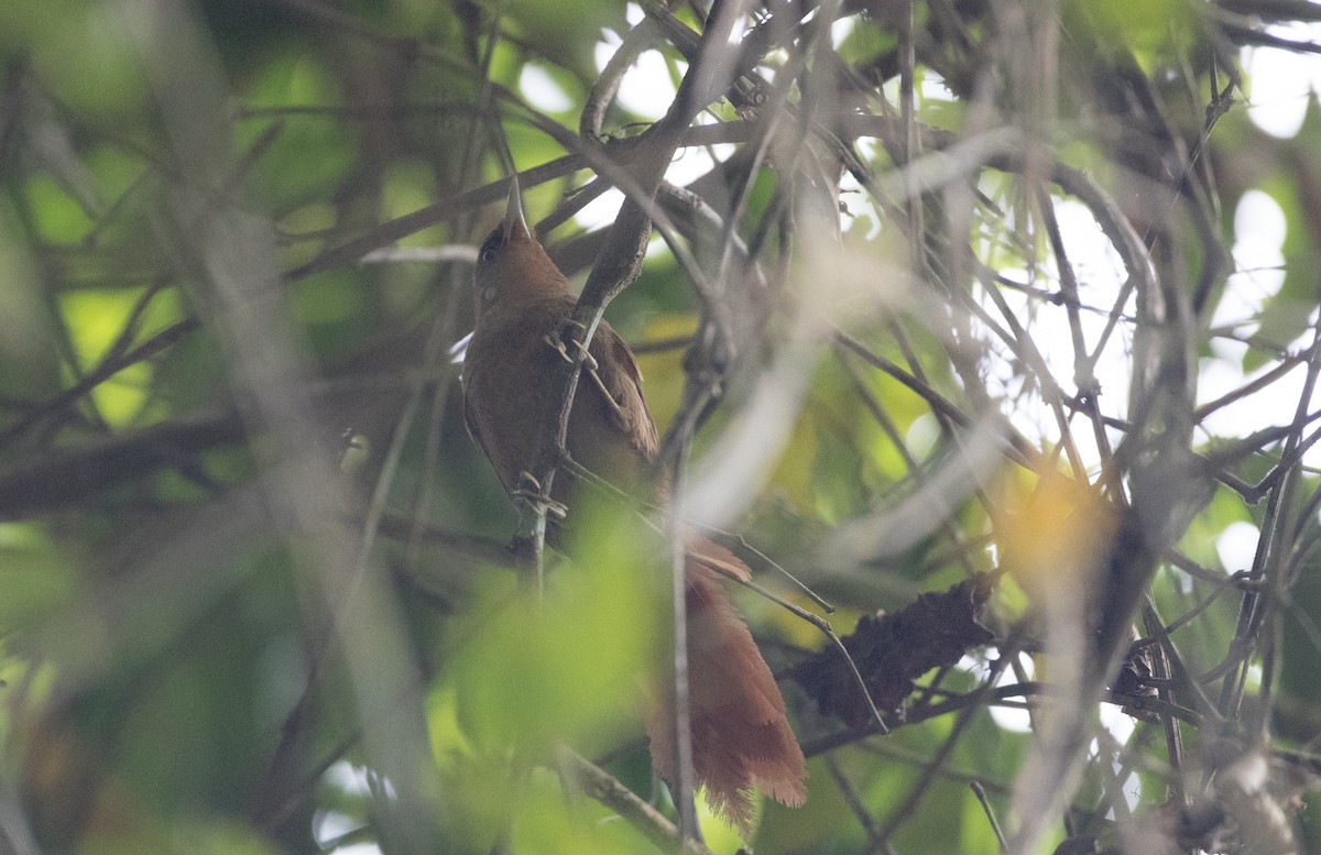 Orange-eyed Thornbird - ML135098281