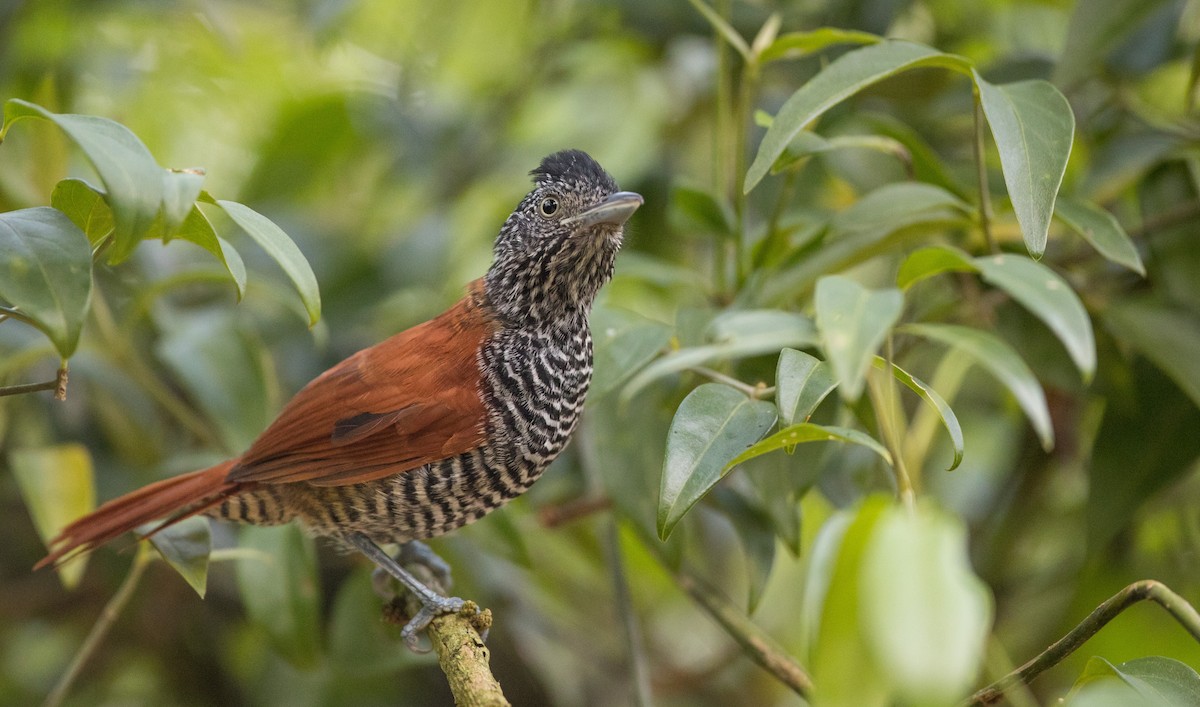 Chestnut-backed Antshrike - Ian Davies