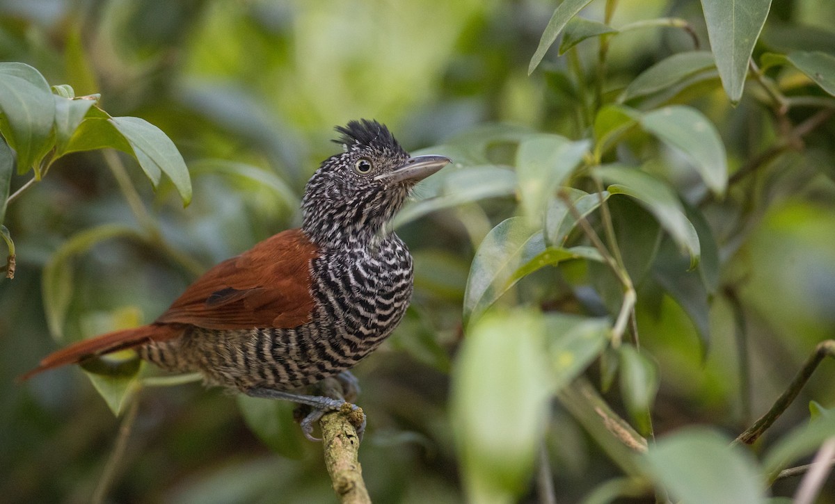 Chestnut-backed Antshrike - Ian Davies