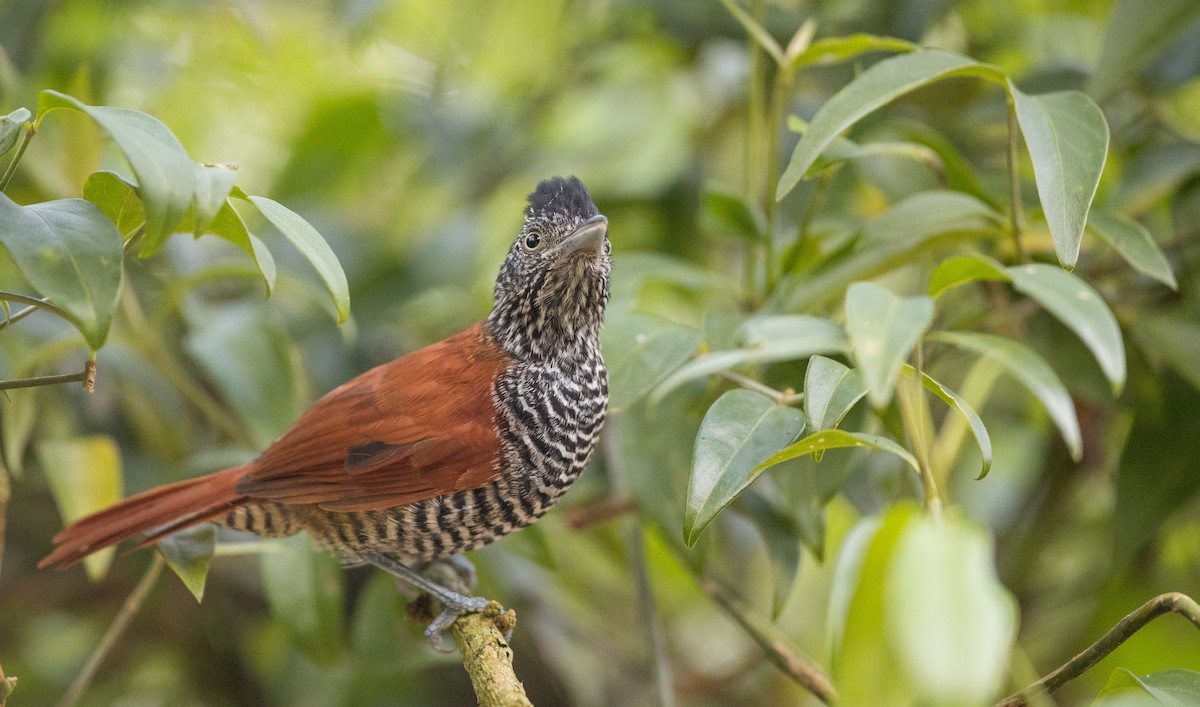 Chestnut-backed Antshrike - Ian Davies