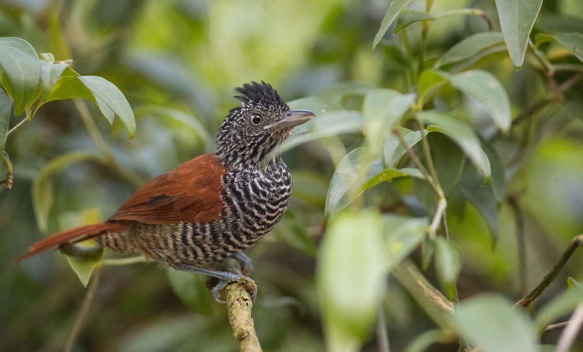 Chestnut-backed Antshrike - Ian Davies