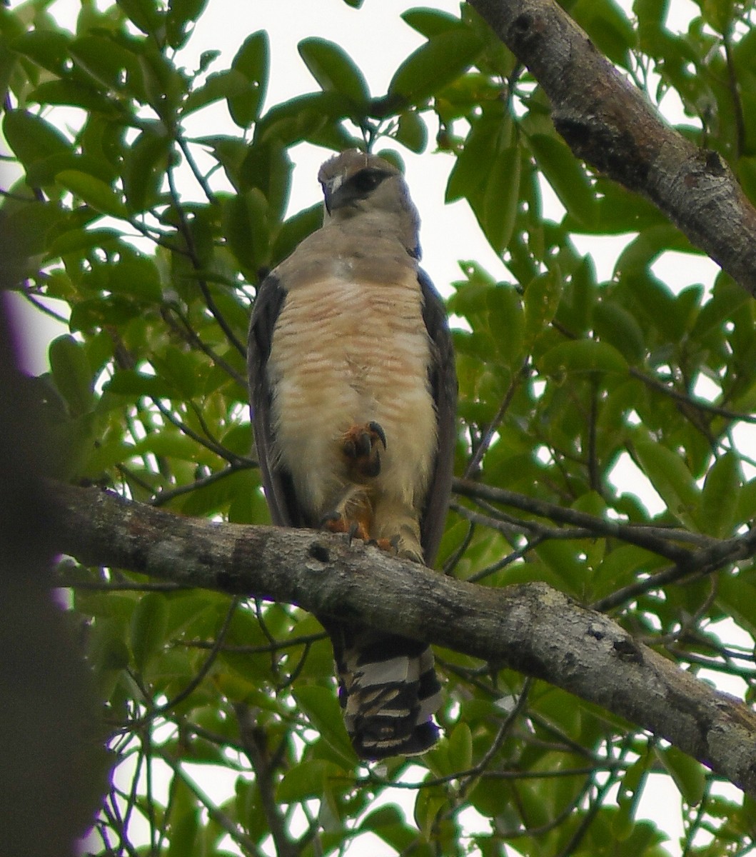 Crested Eagle - INKATERRA Team