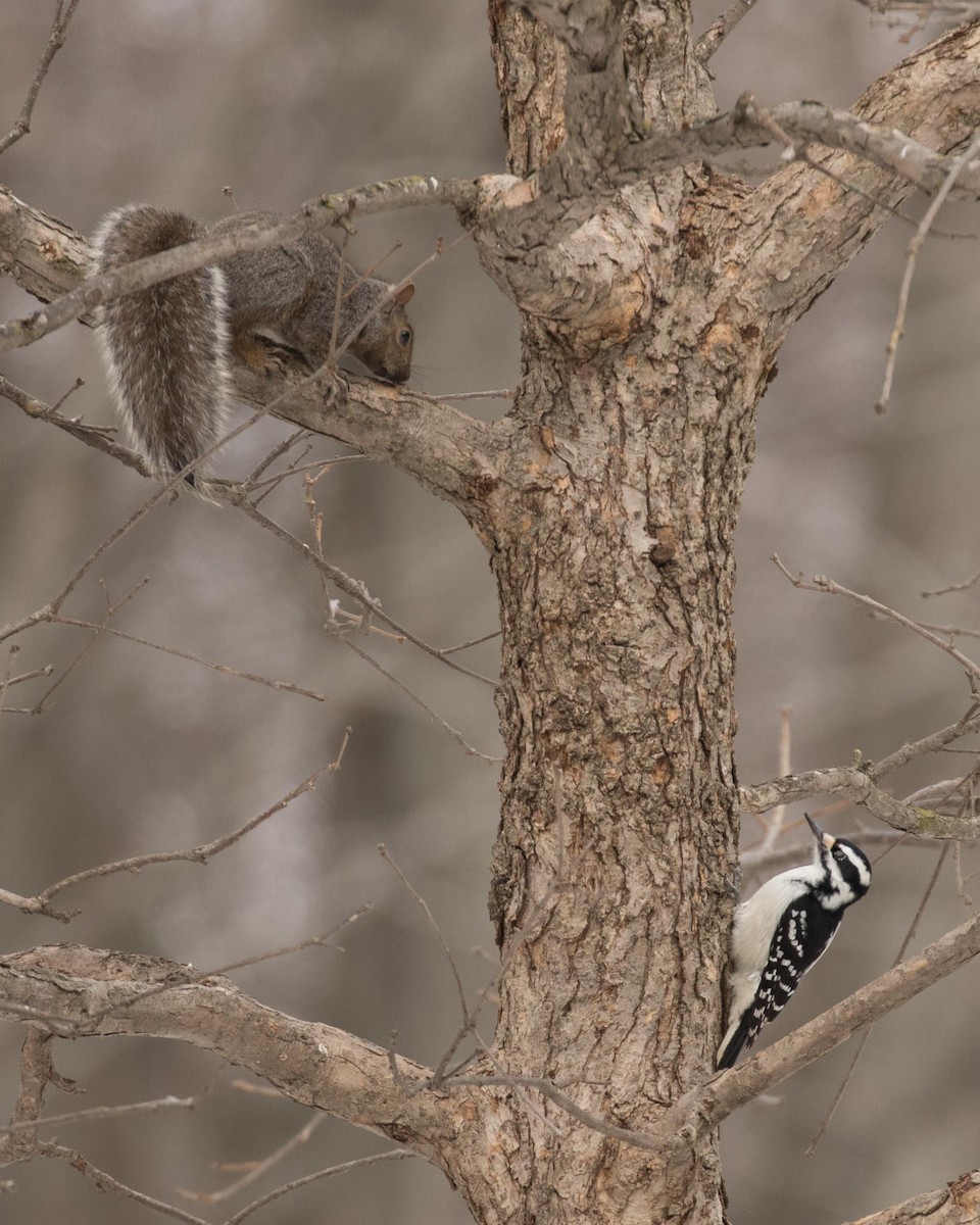 Hairy Woodpecker - Jan Albers