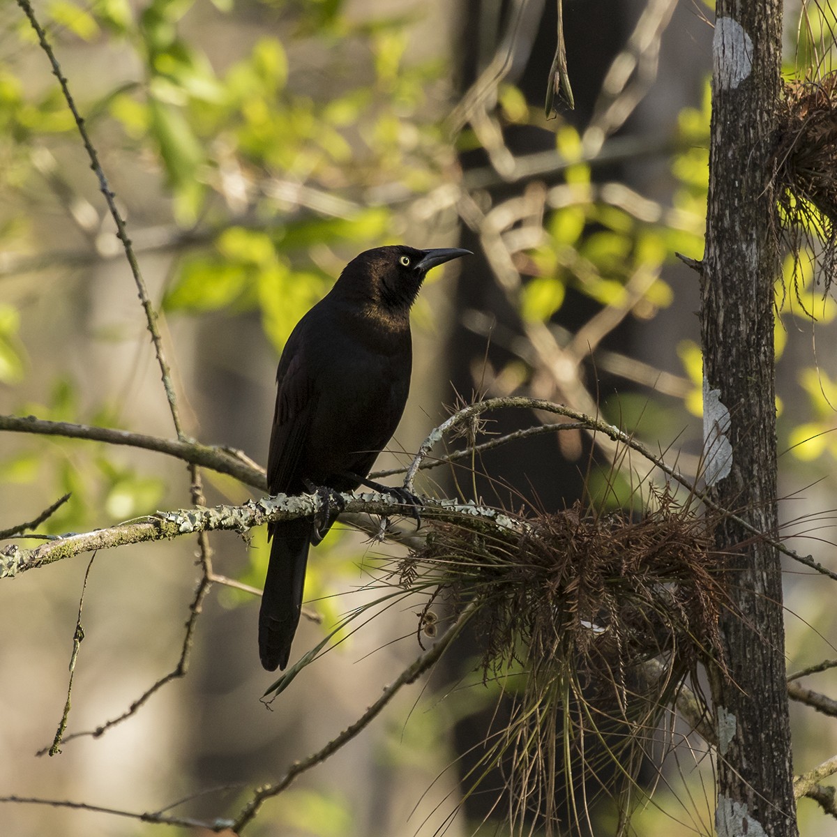 Common Grackle - Peter Hawrylyshyn