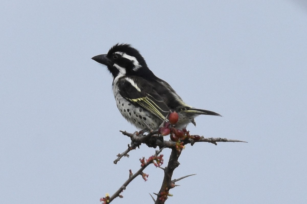 Spot-flanked Barbet - ML135101011