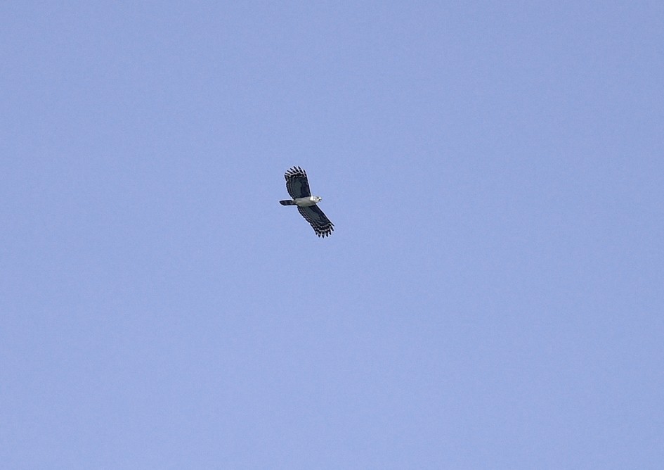 Gray-headed Kite - ML135101291