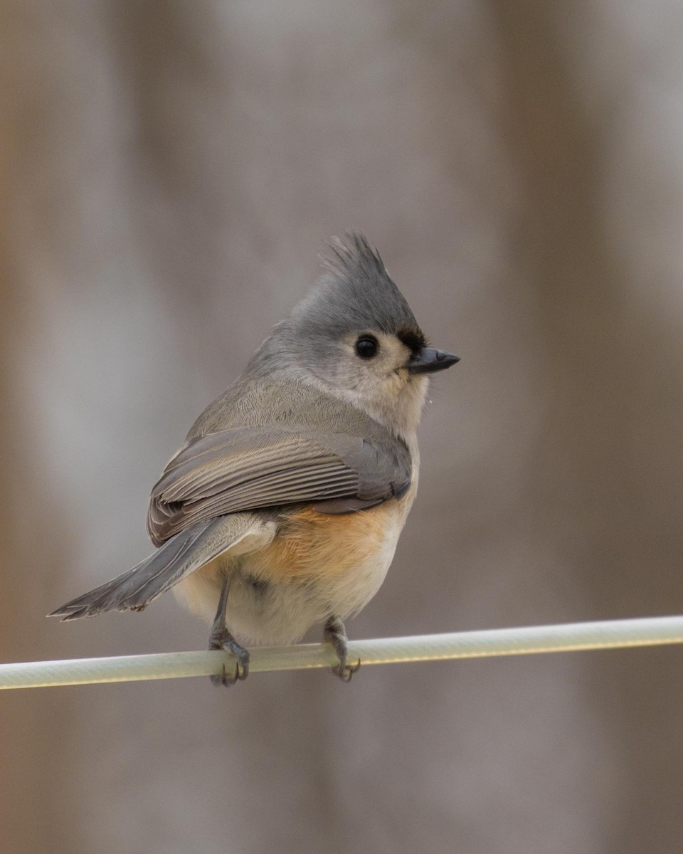 Tufted Titmouse - Jan Albers