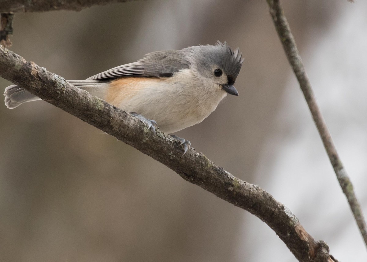 Tufted Titmouse - Jan Albers