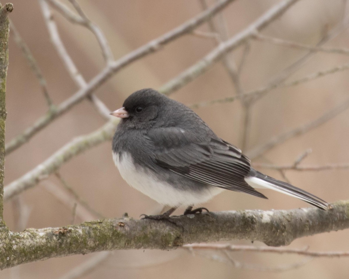 Dark-eyed Junco - Jan Albers