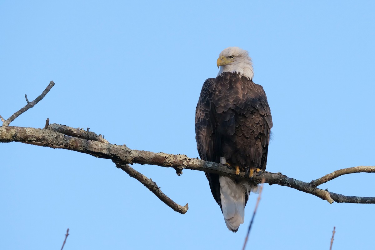 Bald Eagle - Russ Smiley