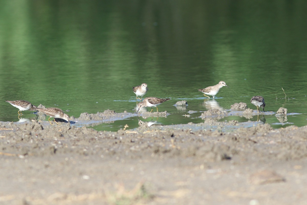 pygmésnipe - ML135103501