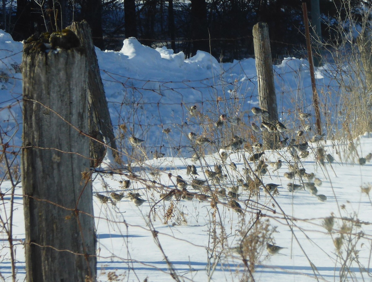 Common Redpoll - ML135104111